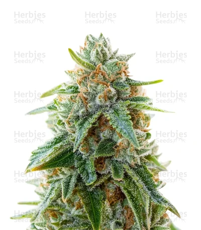 Grape Stomper — Growers Choice