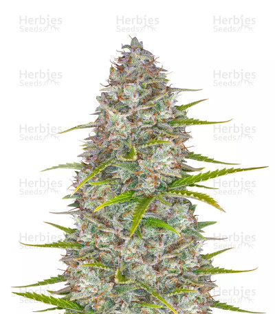 Orange Sherbet Auto — Fast Buds
