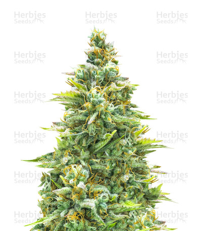 Blue Cheese Automatic — Royal Queen Seeds