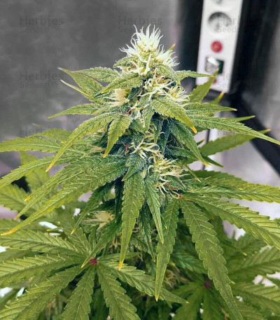 Auto Lemon Kix (Auto Lemon Z) Seeds - Cannabis Strain Seeds