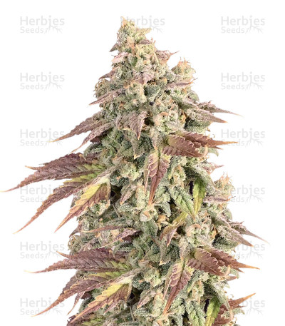Boulder Bubblegum