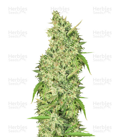Malawi Breeders Pack — Ace Seeds