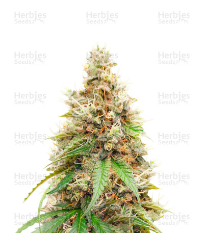 CBD White Widow — Herbies Seeds