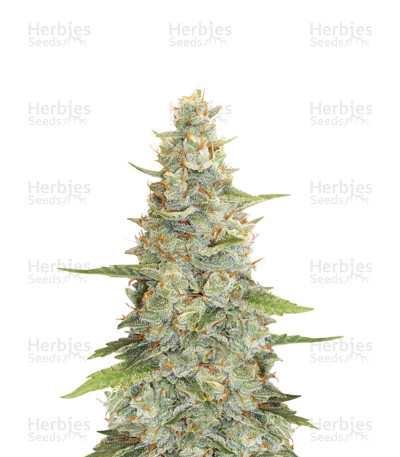 Meringue — Dutch Passion
