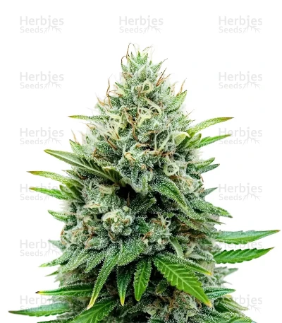 Afghan Skunk