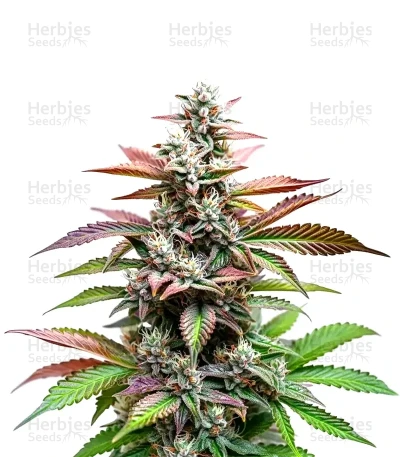 Alien Rock Candy — World Wide Cultivars