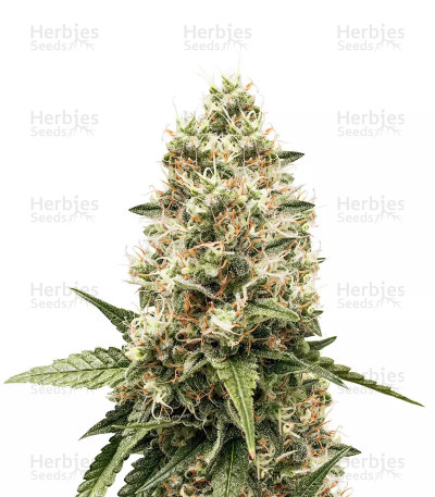 Critical Kush seeds — Barney's Farm