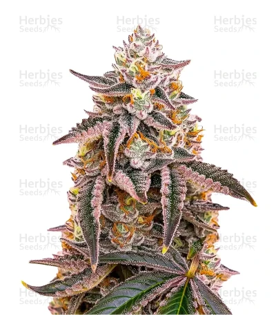 Dark Phoenix — Green House Seeds