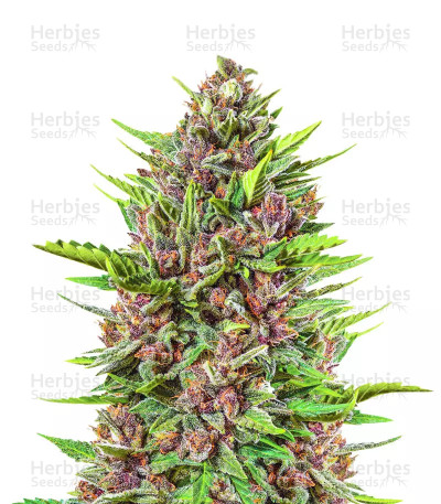 Strawberry Pie Auto — Fast Buds
