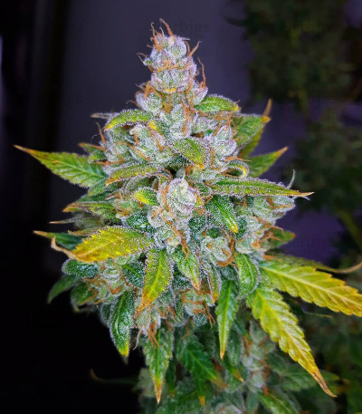 Auto-Lemon-Zkittle-marijuana.