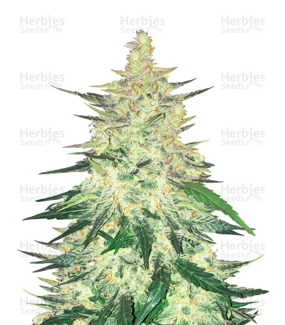 CBD 1:1 Auto