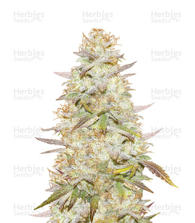 Headstash — Karma Genetics