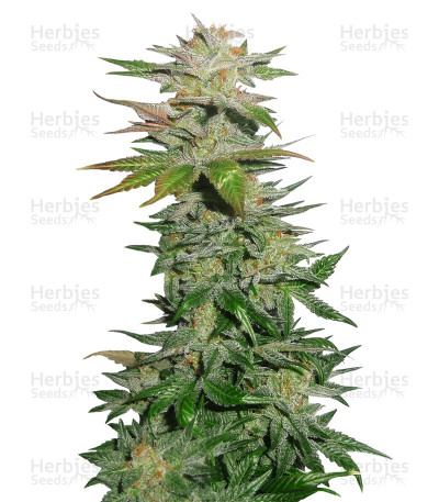 Ortega — Mr. Nice Seedbank
