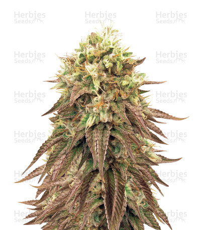 Peyote Purple