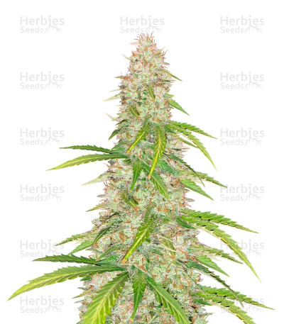 Super Skunk Autoflower — Herbies Seeds