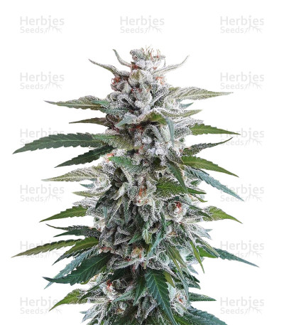 Unknown Kush — Delicious Seeds