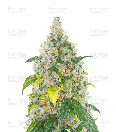 AMG - Amnesia Mac Ganja — Royal Queen Seeds