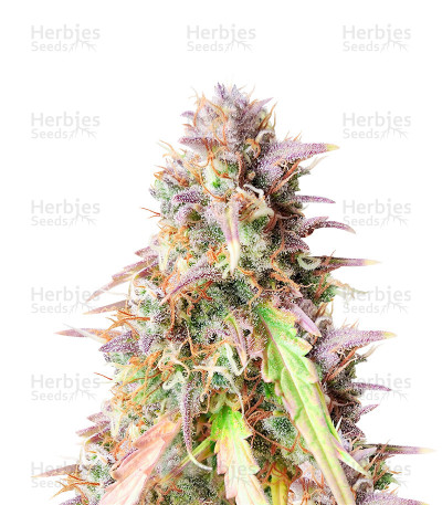 Blueberry Cookies Auto — Original Sensible Seeds
