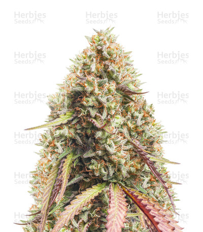 Gorilla Cookies