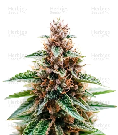 CBD 3D