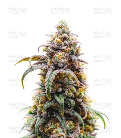 D Diesel CBD
