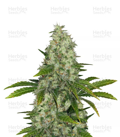 Do-Si-Dos OG — Original Sensible Seeds