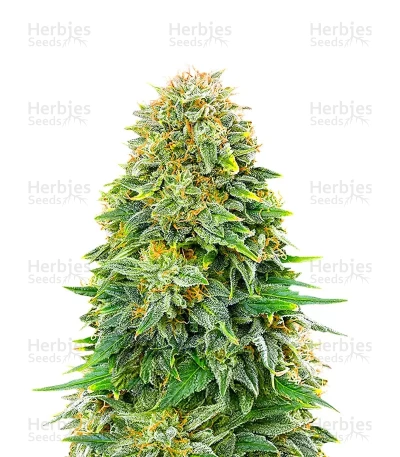 Dream Queen Autoflower — Humboldt Seed Company