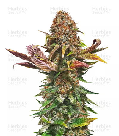 El Fuego Auto — DNA Genetics