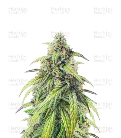 Pound Cake Auto — Fast Buds