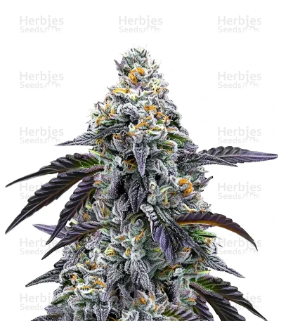 Rainbow Sherbet — Barney's Farm