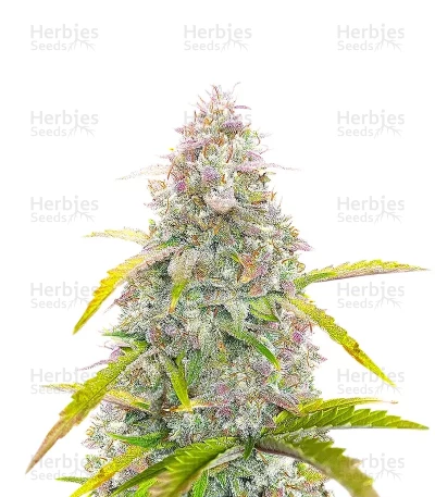 S.O.D.K Auto — Mephisto Genetics