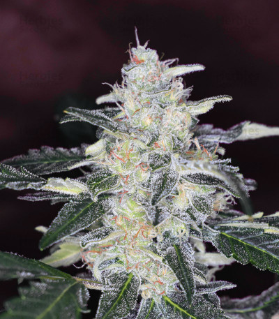 Bruce Banner #3 feminized seeds for sale - Herbies