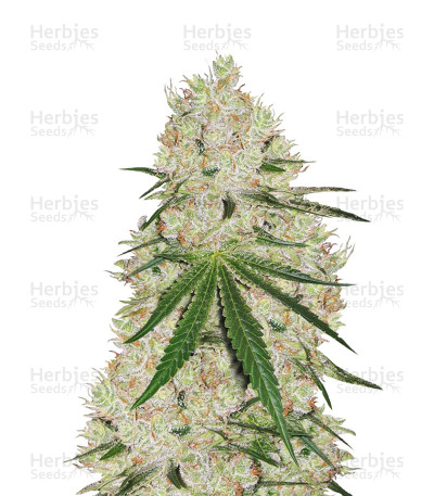 Cannalope Haze