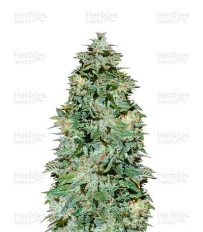OG Kush Autoflowering CBD — Dinafem Seeds