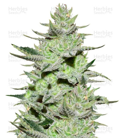 Unknown Kush
