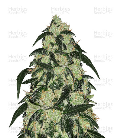 Wedding Cake seeds — Barney's Farm