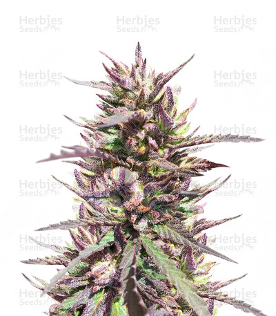 CBD Terra Italia