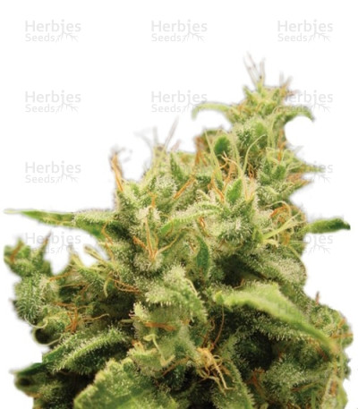 Opium — Paradise Seeds