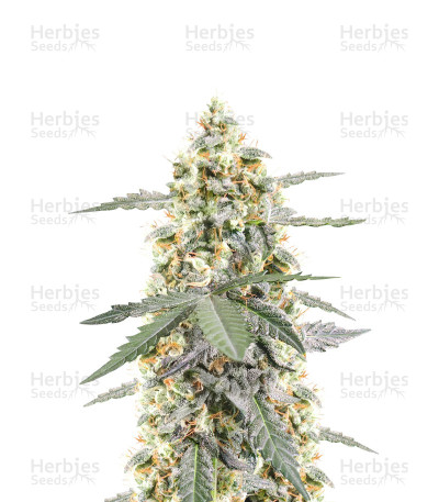 Sour Diesel Autoflower — Seedkeepers