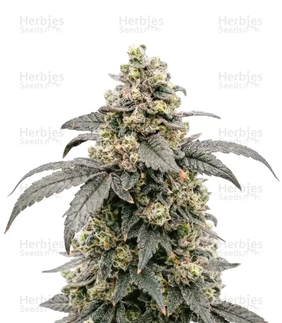 Blue Dream seeds — Barney's Farm