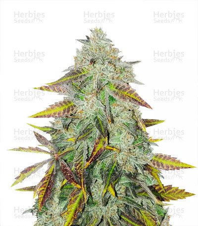 Peyote Critical — Barney's Farm