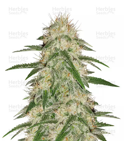 THC Bomb — Bomb Seeds