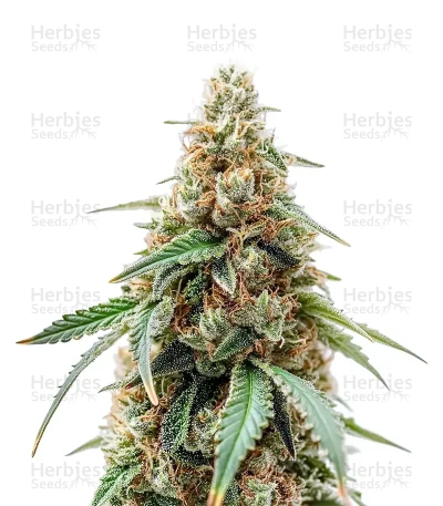 White Widow seeds — Barney's Farm