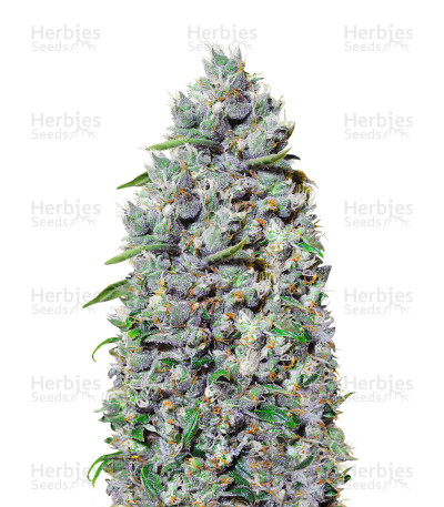 Auto Afghan Mass XXL — 00 Seeds