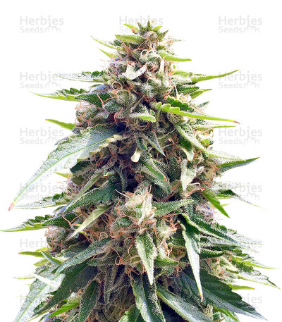 Blueberry Gum