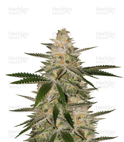 LA Sorbet — DNA Genetics