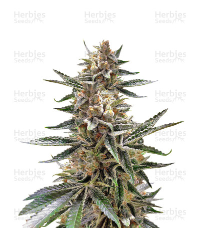 Tangie — Reserva Privada