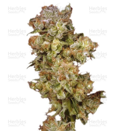 Skywalker — Dutch Passion