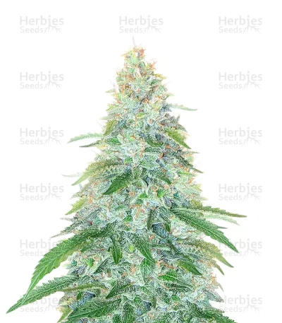 3 Bears OG Auto — Mephisto Genetics