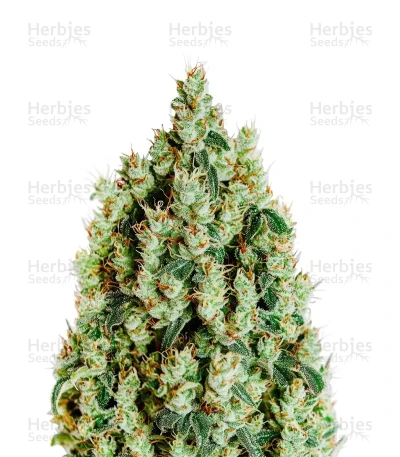 NL5 Haze Mist fem — Green House Seeds